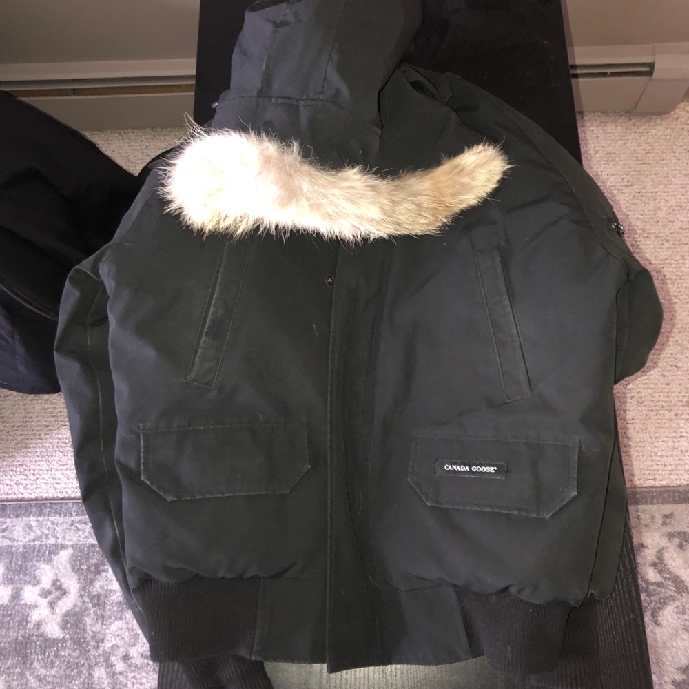 Small Canada Goose
